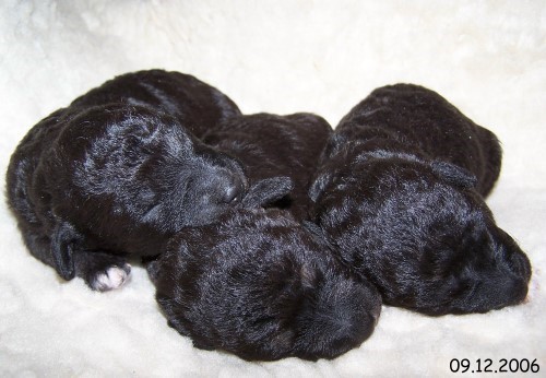 12-Welpen 09.12.2006.jpg